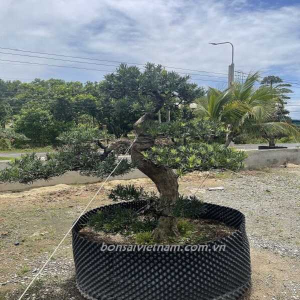 Hình ảnh minh họa dáng cây bonsai tại Bonsai Việt Nam.